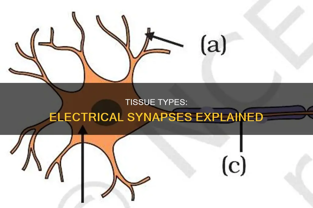 what types of tissue exhibit electrical synapses