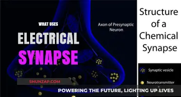 Exploring Electrical Synapses: Functions, Uses, and Biological Significance