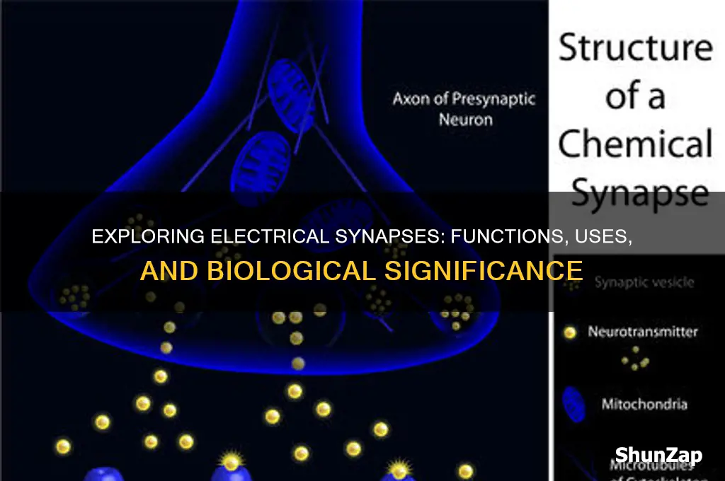 what uses electrical synapse