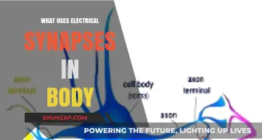 Electrical Synapses: Unveiling Their Vital Roles in the Human Body