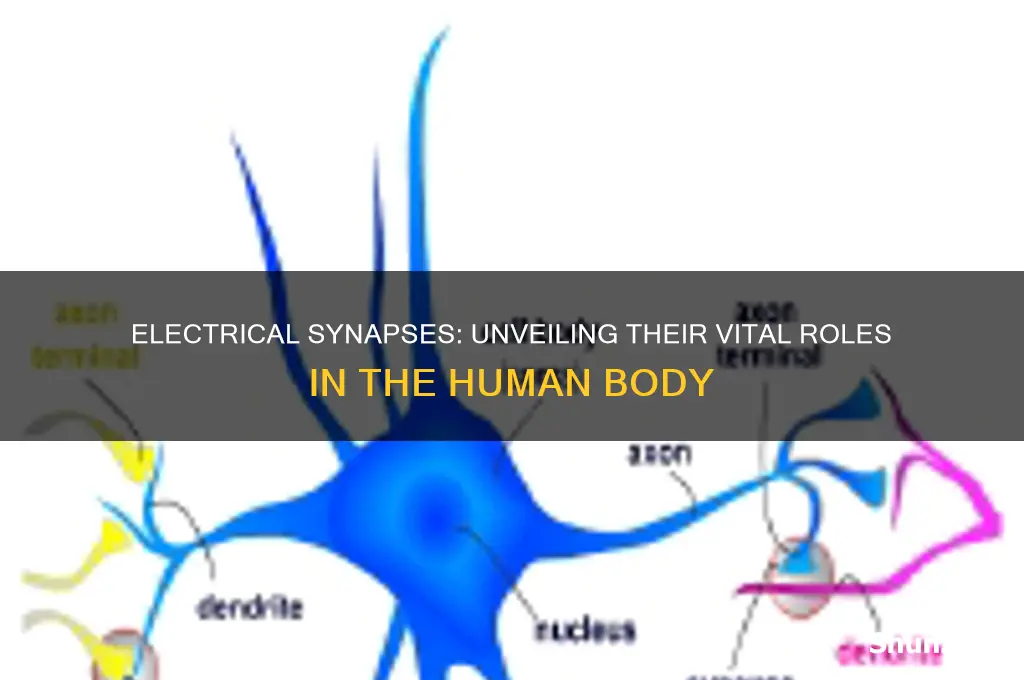 what uses electrical synapses in body