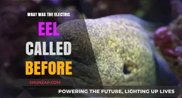 The Electric Eel's Name: A Historical Perspective
