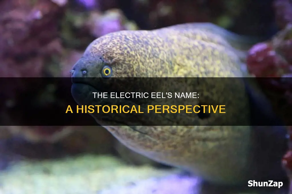 what was the electric eel called before