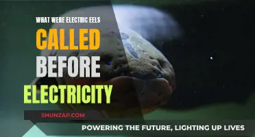 The Electric Eel's Name Before Humans Knew Electricity