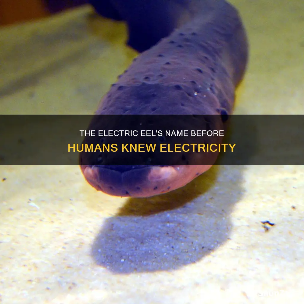 what were electric eels called before electricity