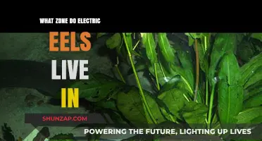 Electric Eels: Understanding Their Natural Habitat