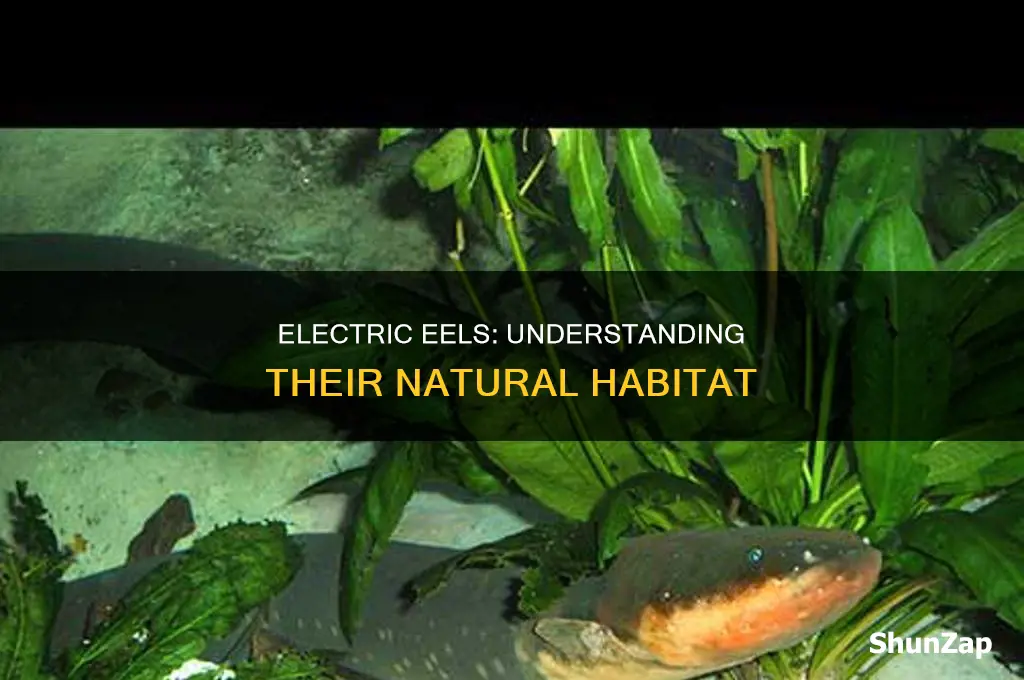 what zone do electric eels live in