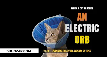 Cat's Electric Adventure: A Shocking Experience
