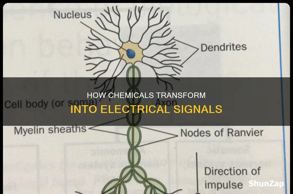 when are chemical converted to electrical signals