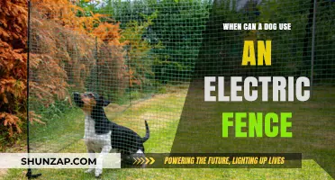 When Can Your Dog Safely Use an Electric Fence? A Guide