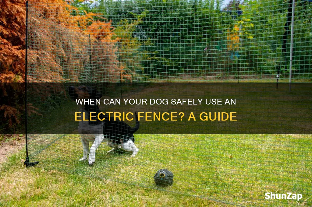 when can a dog use an electric fence