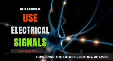 When Neurons Spark: The Role of Electrical Signals in Brain Communication