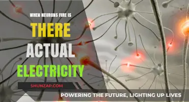 How Neurons Spark: Electricity in the Brain