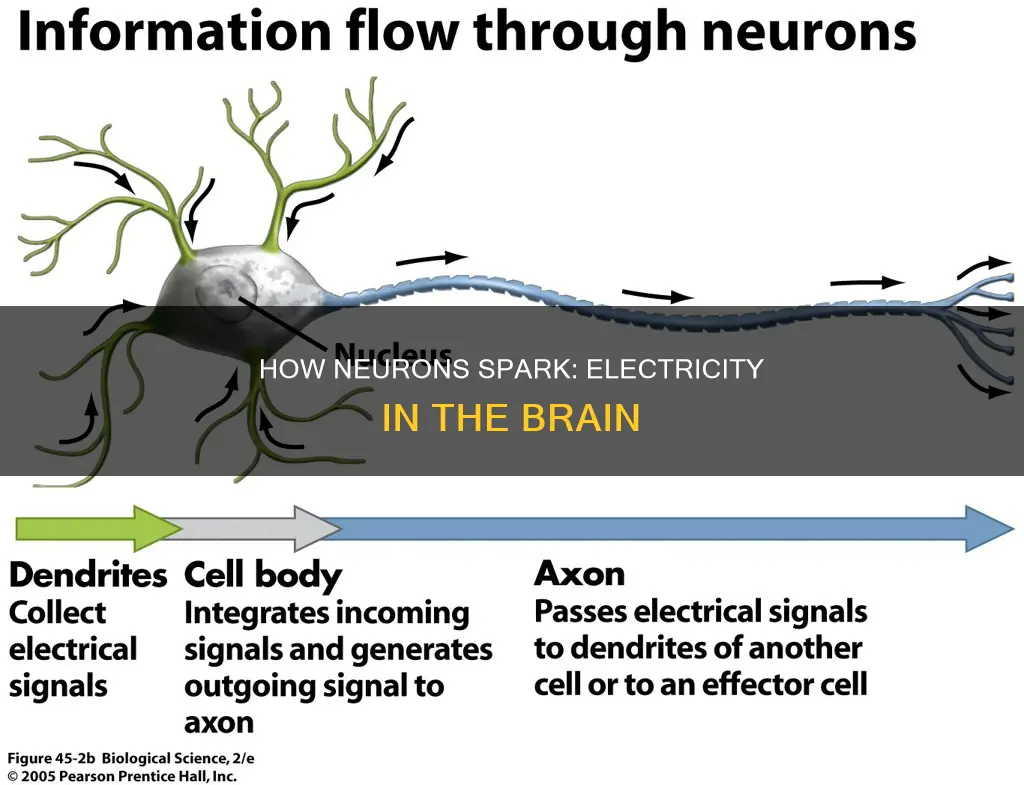 when neurons fire is there actual electricity