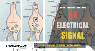 Sensation's Spark: Electrical Signals' Source
