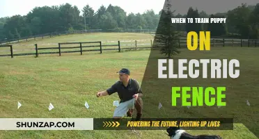Training Puppies: Electric Fence Safety and Age Considerations
