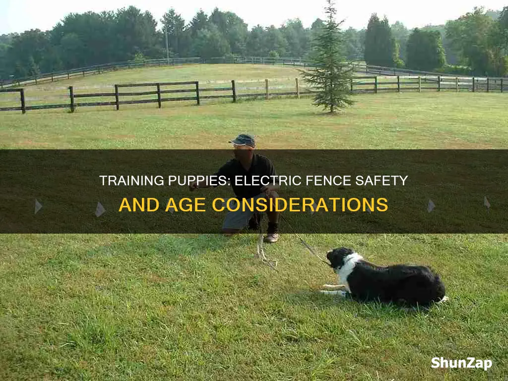 when to train puppy on electric fence