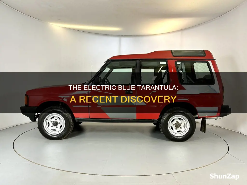 when was the electric blue tarantula discovered