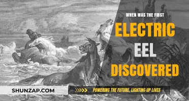 The Electric Eel: A Historical Discovery