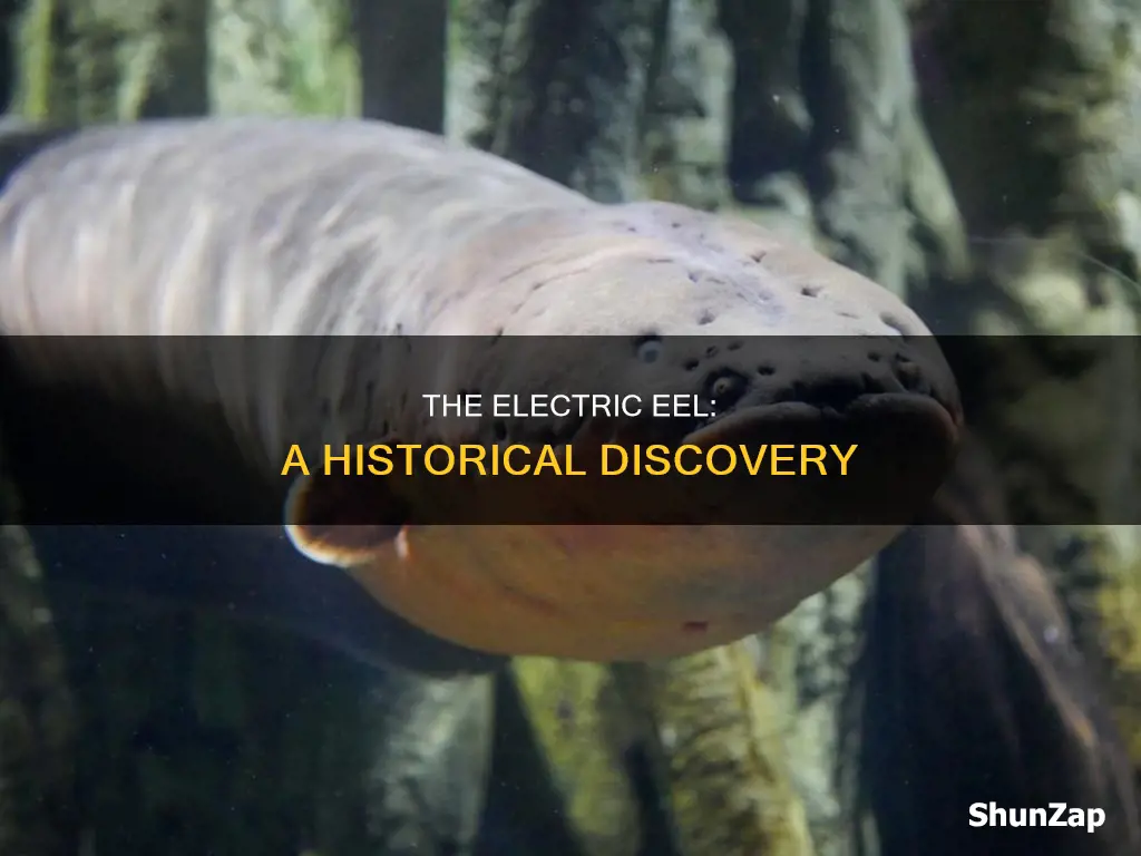 when was the first electric eel discovered