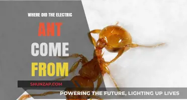 The Electric Ant: Origin and Evolution