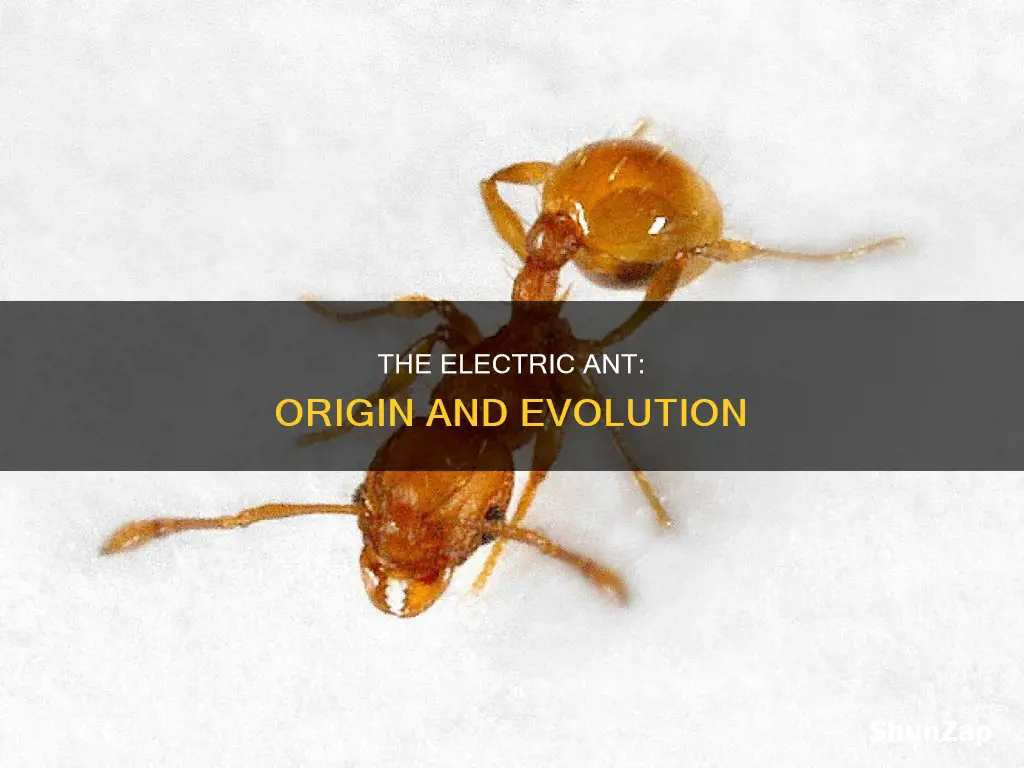 where did the electric ant come from