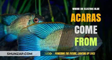 The Origin of Electric Blue Acaras