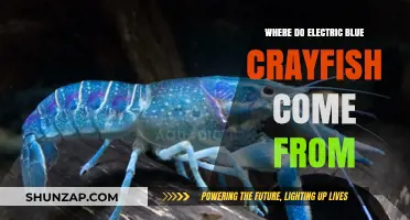 The Electric Blue Crayfish: Origin and Habitat