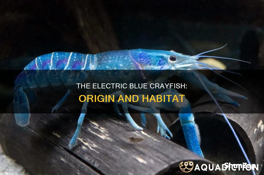 where do electric blue crayfish come from