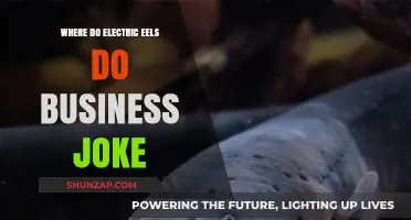 Electric Eels: Where Business Gets a Shock