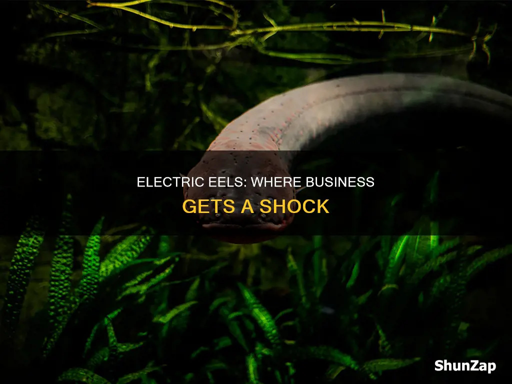 where do electric eels do business joke