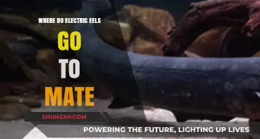 Mating Grounds of Electric Eels: An Exploration