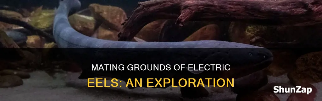 where do electric eels go to mate