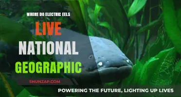 Exploring the Natural Habitat of Electric Eels