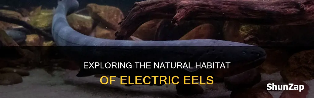where do electric eels live national geographic