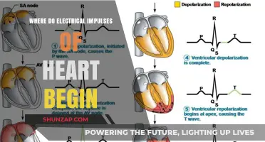 The Heart's Electrical Impulses: Where Do They Originate?