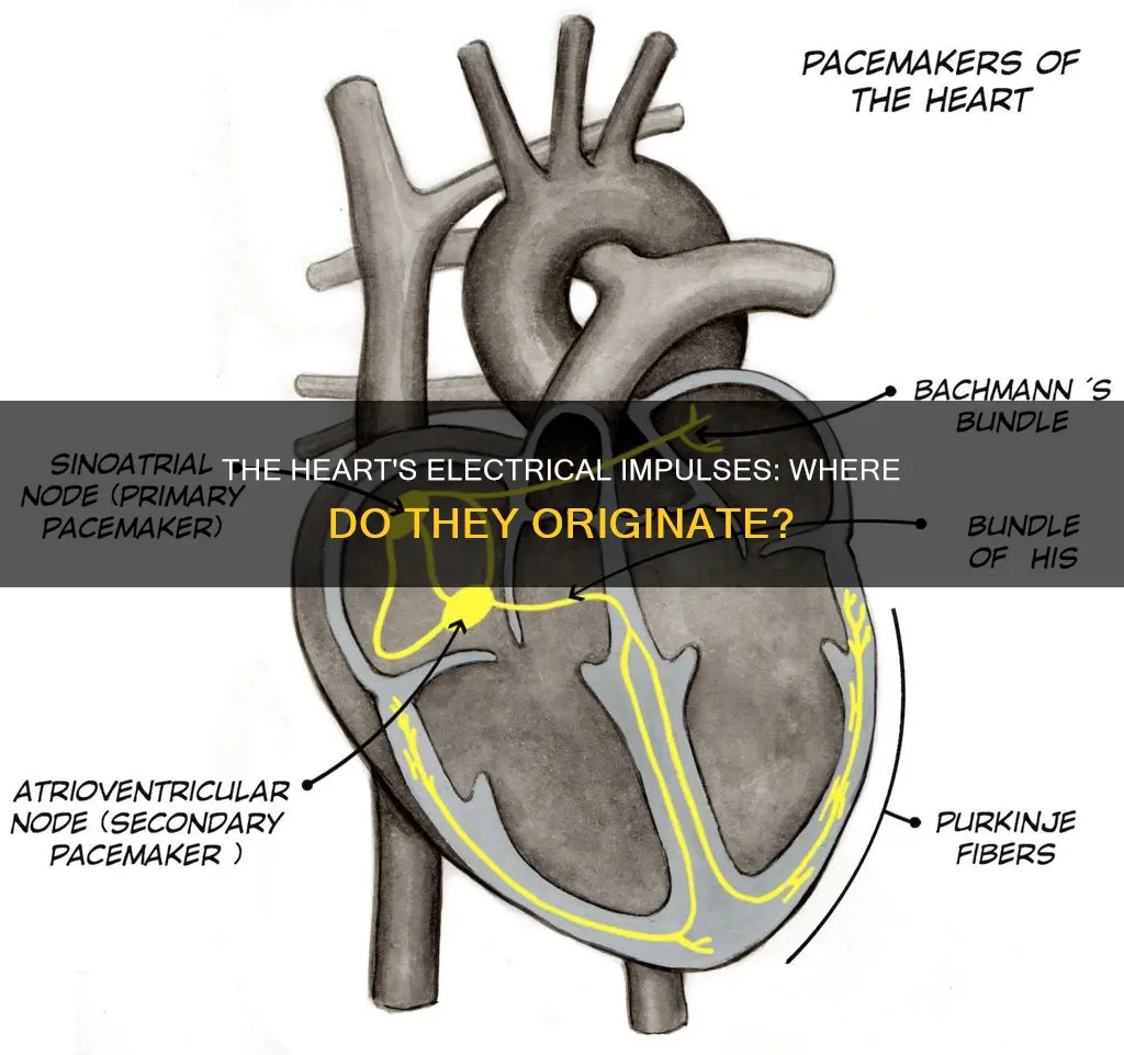 where do electrical impulses of heart begin