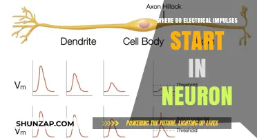 Electrical Impulses: Neurons' Starting Point