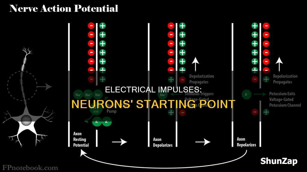 where do electrical impulses start in neuron