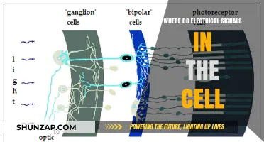 How Electrical Signals Move Through Cells