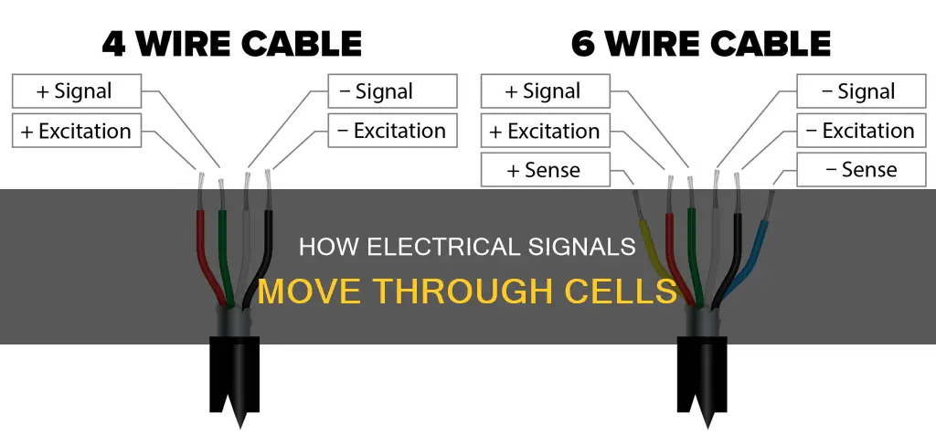 where do electrical signals in the cell
