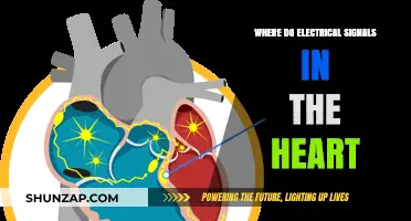 How the Heart Generates Electrical Signals