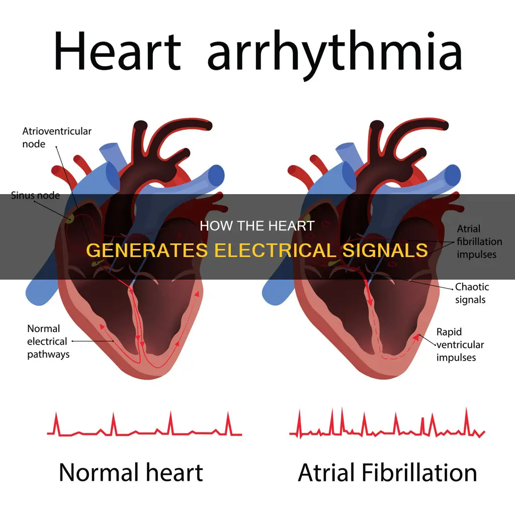 where do electrical signals in the heart
