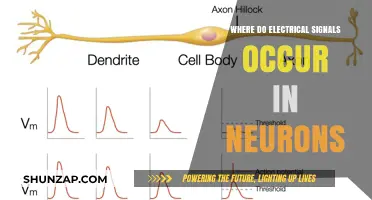 Electrical Signals in Neurons: Where Do They Occur?