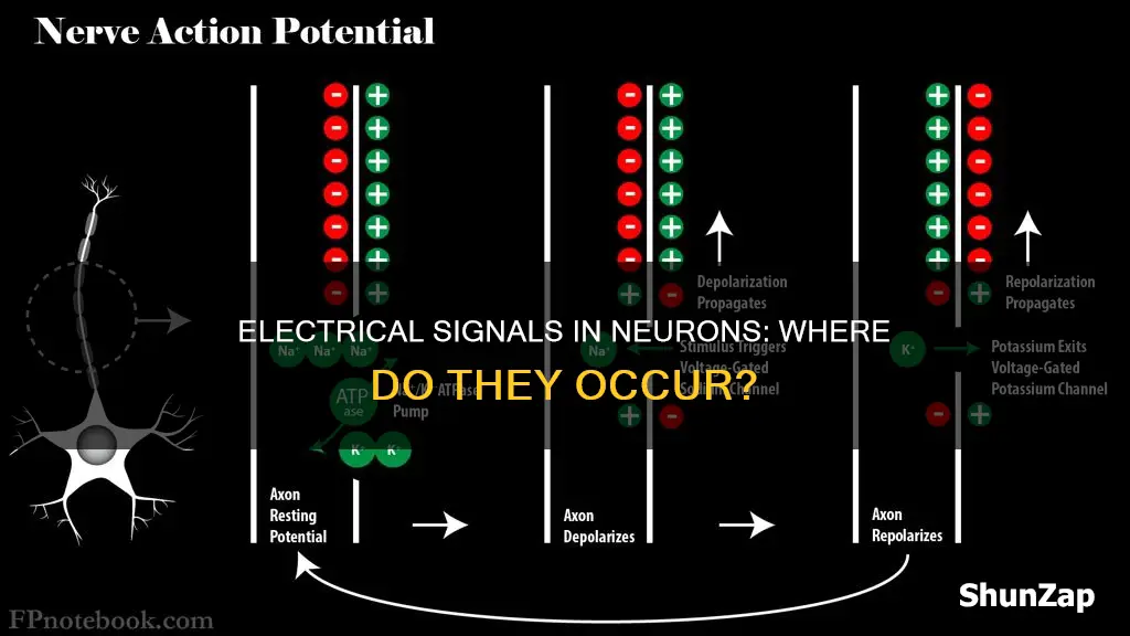 where do electrical signals occur in neurons