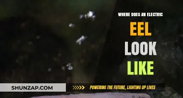 The Electric Eel's Unique Appearance
