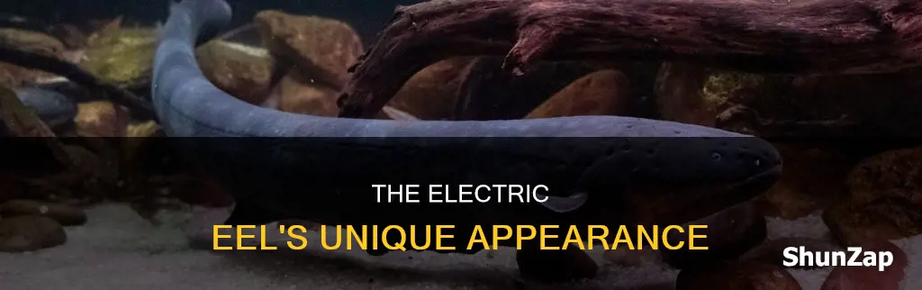 where does an electric eel look like