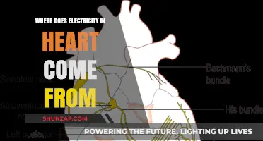 The Heart's Electrical Spark: Where Does It Come From?
