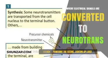 How Electrical Signals Transform into Neurotransmitters