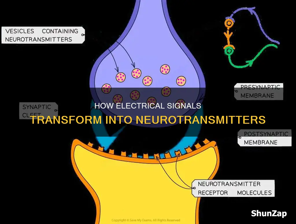 where electrical signals are converted to neurotransmitters